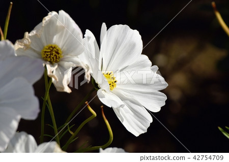 開花在三鷹中原的白色波斯菊 42754709