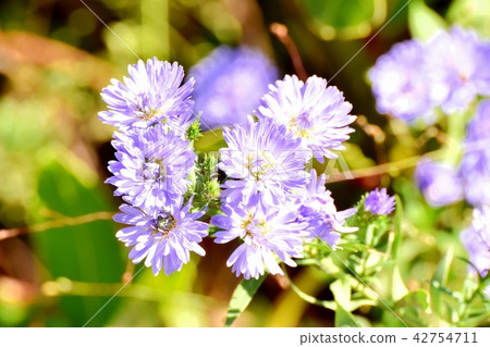 在三鷹中原開花的Shunconaster 在三鷹中原開花的Shunconaster 42754711