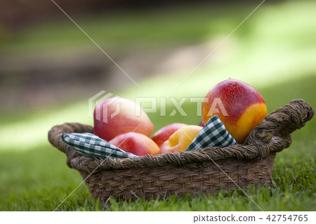 Peach Basket Summer Garden 42754765