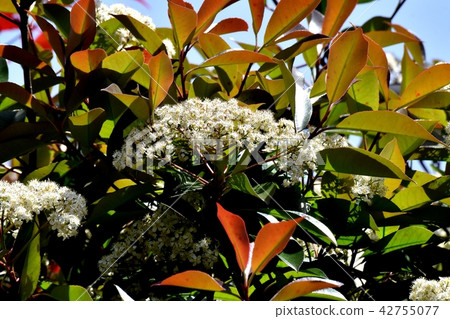 Flower of canard spring blooming in Mitaka Nakahara 42755077
