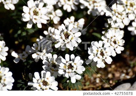 開花在三鷹市中原的Iberis 42755078