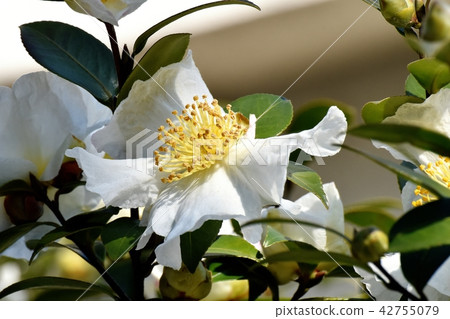 White sasanqua blooming in Mitaka Nakahara White sasanqua blooming in Mitaka Nakahara 42755079