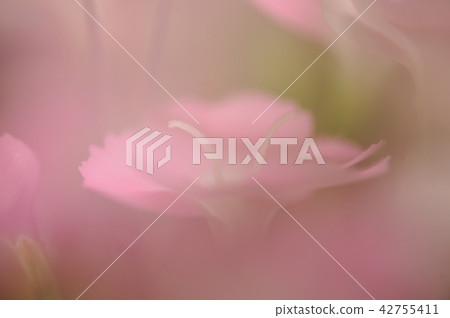 Dianeous flowers 42755411