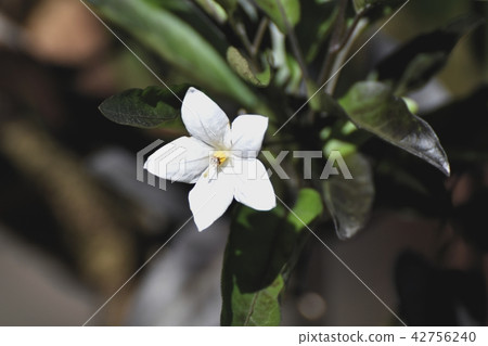 在三鷹中原市（Epicornis茄子）盛開的Zurhananas 42756240