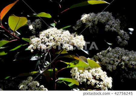 Flower of canard spring blooming in Mitaka Nakahara Flower of canard spring blooming in Mitaka Nakahara 42756245