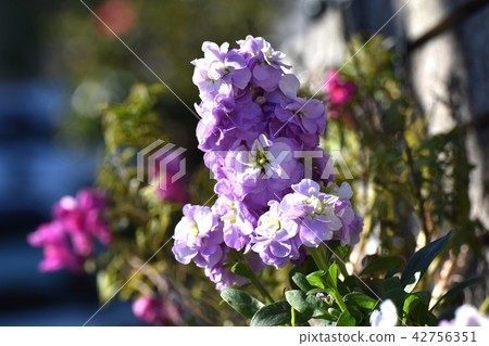Purple stock blooming in Mitaka City Nakahara 42756351