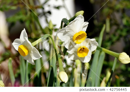 White diphong suicin blooming in Mitaka Nakahara White diphong suicin blooming in Mitaka Nakahara 42756445
