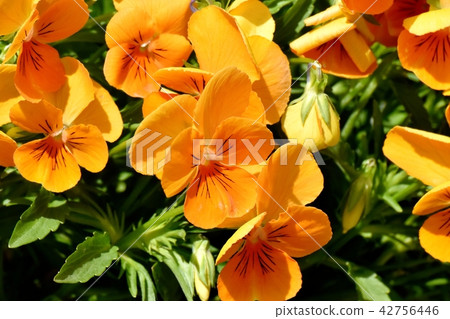 Orange viola blooming in Mitaka Nakahara 42756446