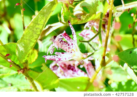 Hototogisu blooming in Mitaka Nakahara 42757128