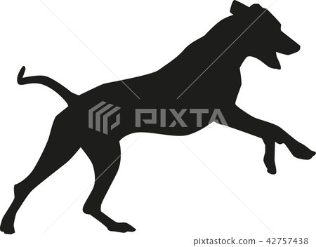 Rhodesian ridgeback playing 42757438
