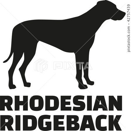 Rhodesian ridgeback with breed name 42757439