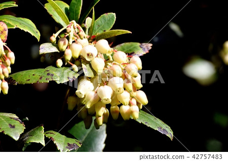 開花在三鷹中原的草莓花 開花在三鷹中原的草莓花 42757483