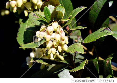 開花在三鷹中原的草莓花 開花在三鷹中原的草莓花 42757484