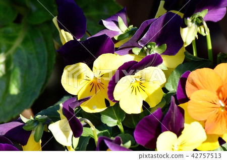 開花在三鷹中原的紫色和黃色多色中提琴 42757513