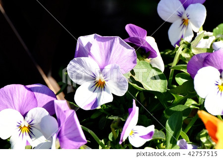 Purple and white multicolor viola blooming in Mitaka Nakahara 42757515