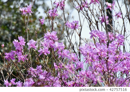 Mitsuba Azalea blooming in Mitaka Nakahara 42757516