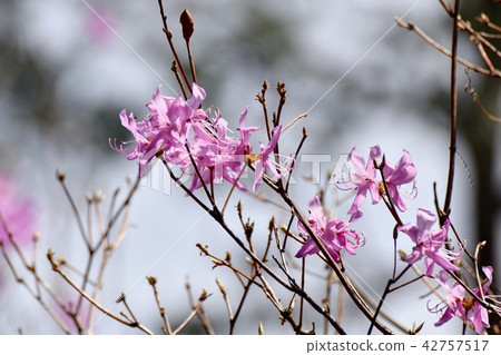 Mitsuba Azalea blooming in Mitaka Nakahara 42757517