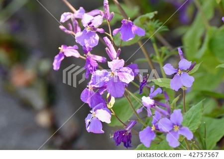Murasakihanana blooming in Mitaka Nakahara 42757567
