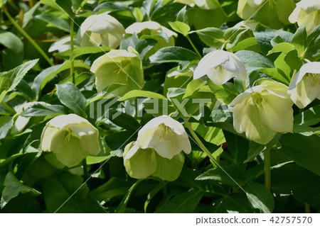 Christmas rose blooming in Mitaka Nakahara 42757570