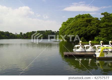 Sweet pond and swan boat / Minatozaku 2 Ota-ku, Tokyo 42757577