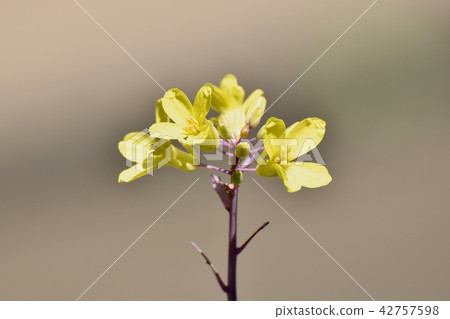 哈巴坦鮮花盛開在三鷹中原 哈巴坦鮮花盛開在三鷹中原 42757598
