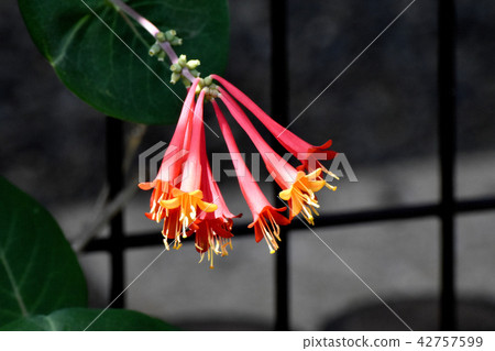 The blooming blooming in Mitaka Nakahara 42757599