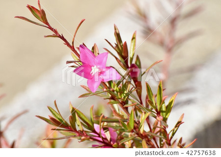 Pink crow air blooming in Mitaka Nakahara (Southern cross) Pink crow air blooming in Mitaka Nakahara (Southern cross) 42757638