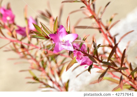 粉紅色的烏鴉空氣盛開在三鷹中原（南十字） 42757641