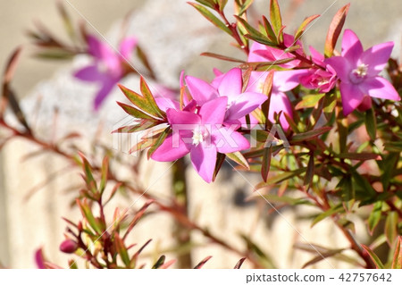 Pink crow air blooming in Mitaka Nakahara (Southern cross) Pink crow air blooming in Mitaka Nakahara (Southern cross) 42757642