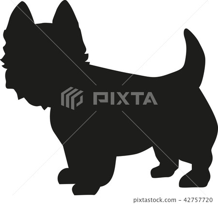West Highland Terrier silhouette 42757720