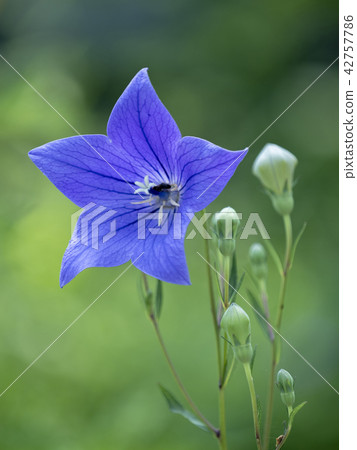 Karuizawa Botanic Gardens 42757786