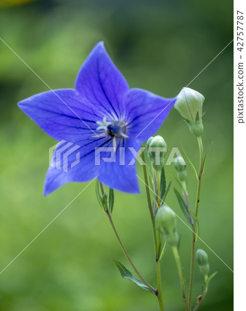 Karuizawa Botanic Gardens Karuizawa Botanic Gardens 42757787