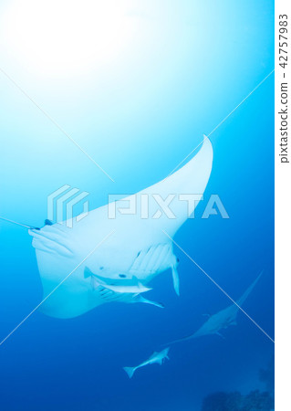 Manta Manta 42757983