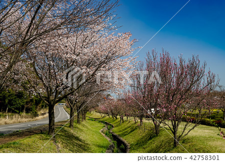 櫻花公園 櫻花公園 42758301