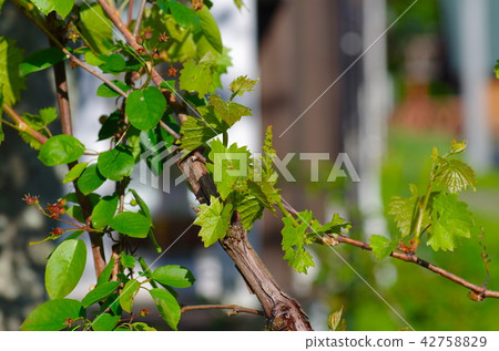 Yamabupudo的小果實 42758829