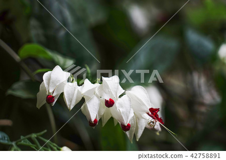 Genpei (Genpei Kuzu) Genpei (Genpei Kuzu) 42758891