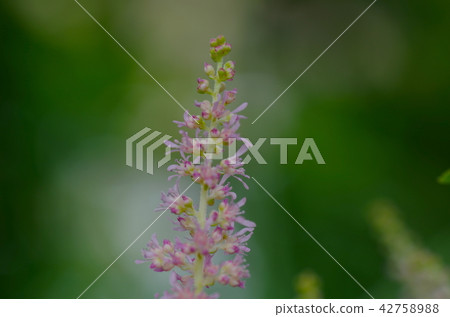 Astilibian flowers Astilibian flowers 42758988