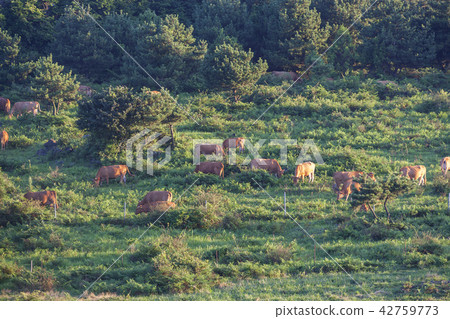 Jeju Island, Korea, Outdoors, South Korea, Abu Oum 42759773