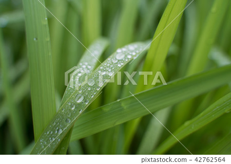 Drop of rain and leaves Drop of rain and leaves 42762564