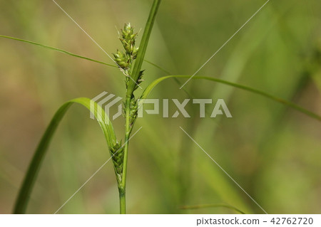 Natural plant masksa, stems with several small spikes. Female flowers are attached to the upper side of the ears and male flowers are attached to the lower side 42762720