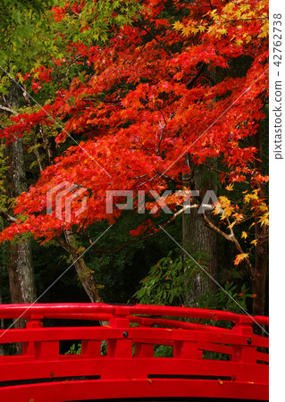 Autumn leaves 42762738