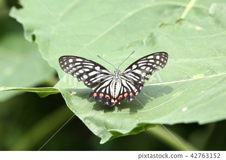 燕尾蝶 燕尾蝶 42763152