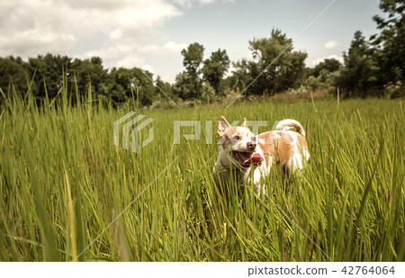 A Chihuahua Running Through The Grass A Chihuahua Running Through The Grass 42764064