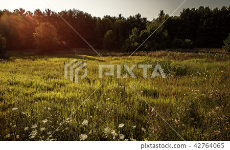 A Beautiful Michigan Meadow A Beautiful Michigan Meadow 42764065