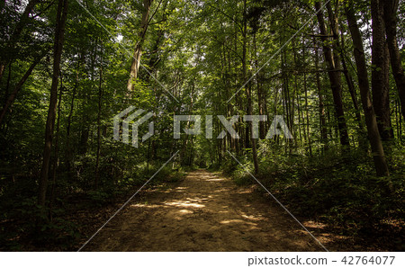 A Wooded Michigan Trail 42764077
