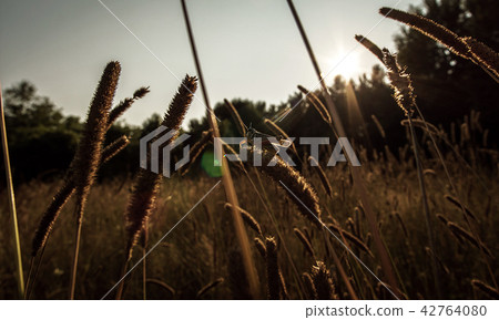 A Grasshopper Perched In A Pasture A Grasshopper Perched In A Pasture 42764080