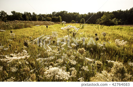 Wildflowers Spreading Through A Michigan Field Wildflowers Spreading Through A Michigan Field 42764083