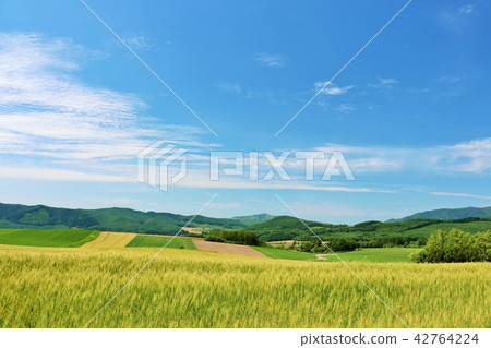在北海道藍天的浩大的燕麥領域 42764224