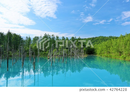 藍天的Biei北海道藍色池塘 藍天的Biei北海道藍色池塘 42764228