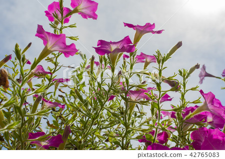 pink flowers against sunlight 42765083
